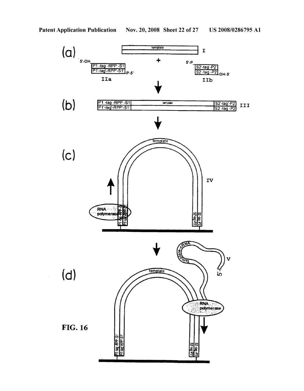 Method of nucleic acid amplification - diagram, schematic, and image 23