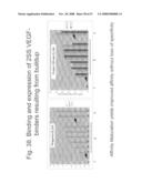 Methods for production of unstructured recombinant polymers and uses thereof diagram and image