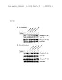 Compositions and Methods Relating to Protein Kinase Inhibitors diagram and image