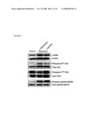 Compositions and Methods Relating to Protein Kinase Inhibitors diagram and image