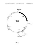 Use of Arginase in Combination with 5FU and Other Compounds for Treatment of Human Malignancies diagram and image