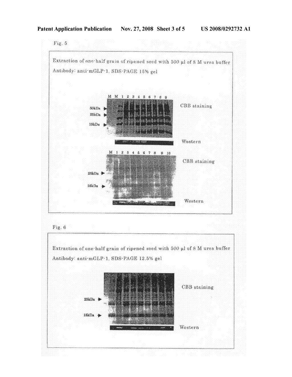 Plant and Plant Storage Organ Having Glp-1 Derivative Accumulated Therein and Method of Producing the Same - diagram, schematic, and image 04