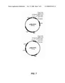 COMPOSITIONS AND METHODS FOR PRODUCING APOLIPOPROTEIN diagram and image