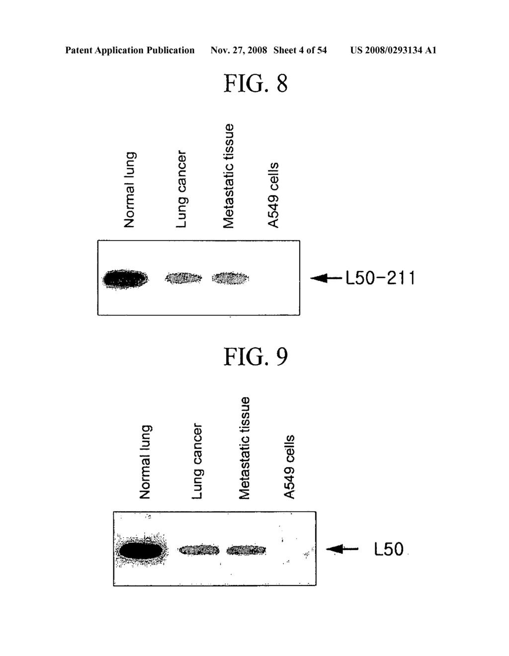 Human Cancer Suppressor Gene, Protein Encoded Therein, Expression Vector Containing Same - diagram, schematic, and image 05