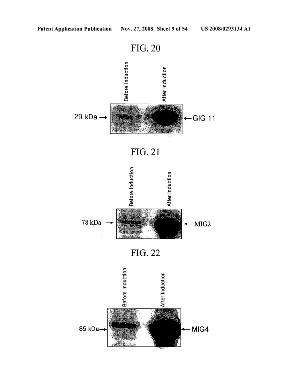 Human Cancer Suppressor Gene, Protein Encoded Therein, Expression Vector Containing Same - diagram, schematic, and image 10