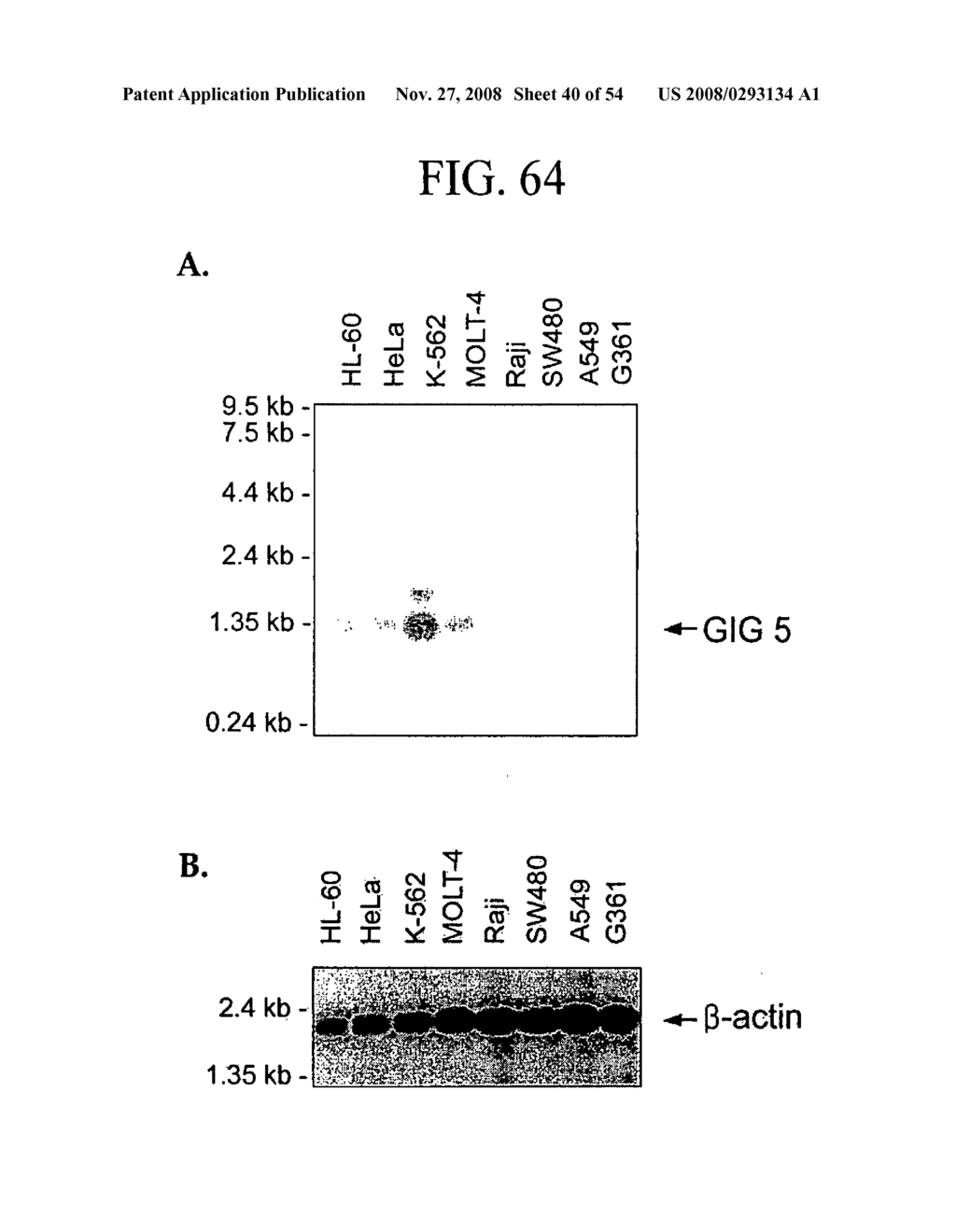 Human Cancer Suppressor Gene, Protein Encoded Therein, Expression Vector Containing Same - diagram, schematic, and image 41