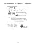 Generation of human embryonc stem-like cells using intronic RNA diagram and image