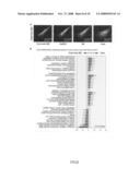 Generation of human embryonc stem-like cells using intronic RNA diagram and image