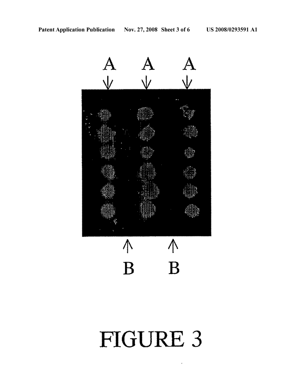 Repeatable Protein Arrays - diagram, schematic, and image 04