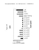 siRNA targeting casitas B cell lymphoma-B (CBL-B) diagram and image