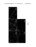 METALWORKING LUBRICANT FORMULATIONS BASED ON SUPERCRITICAL CARBON DIOXIDE diagram and image