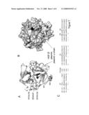 CRYSTAL STRUCTURE OF THE COMPLEX OF HEPATOCYTE GROWTH FACTOR BETA CHAIN WITH MET RECEPTOR AND METHODS OF USE diagram and image