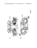 CRYSTAL STRUCTURE OF THE COMPLEX OF HEPATOCYTE GROWTH FACTOR BETA CHAIN WITH MET RECEPTOR AND METHODS OF USE diagram and image