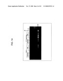 Methods and compositions for the removal of nucleic acid amplification inhibitors diagram and image