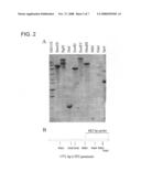 Soybean promoters LTP2 and flower-preferred expression thereof in transgenic plants diagram and image