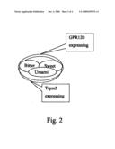 Fat Taste Receptors and Their Methods of Use diagram and image