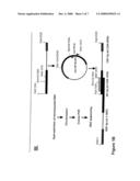 Microbial Strains Producing Sphingoid Bases or Derivatives Thereof diagram and image