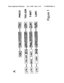Methods For Transfecting Natural Killer Cells diagram and image