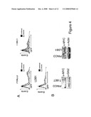 Methods For Transfecting Natural Killer Cells diagram and image