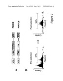 Methods For Transfecting Natural Killer Cells diagram and image