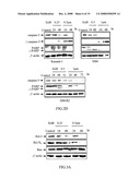 Application of Eriocalyxin B in the Manufacture of Medicaments For Treating Leukemia diagram and image