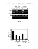 Application of Eriocalyxin B in the Manufacture of Medicaments For Treating Leukemia diagram and image