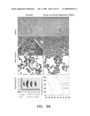 Application of Eriocalyxin B in the Manufacture of Medicaments For Treating Leukemia diagram and image