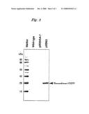 Polynucleotide for Producing Recombinant Protein in Silkworm diagram and image
