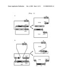 Plastid Transformation System to Prevent the Intramolecular Recombination of Transgene diagram and image