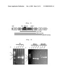 Plastid Transformation System to Prevent the Intramolecular Recombination of Transgene diagram and image