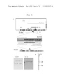 Plastid Transformation System to Prevent the Intramolecular Recombination of Transgene diagram and image