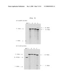 Plastid Transformation System to Prevent the Intramolecular Recombination of Transgene diagram and image