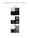 Plastid Transformation System to Prevent the Intramolecular Recombination of Transgene diagram and image