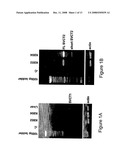 Facilitated Transport of Bisphosphonates by Vitamin C diagram and image