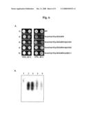 Novel Hansenula Polymorpha Gene Coding for Alpha 1,6-Mannosyltransferase and Process for the Production of Recombinant Glycoproteins with Hansenula Polymorpha Mutant Strain Deficient in the Same Gene diagram and image