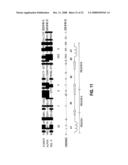 RNA interference pathway genes as tools for targeted genetic interference diagram and image