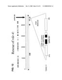 RNA interference pathway genes as tools for targeted genetic interference diagram and image