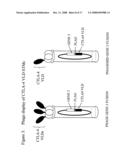 V-Like Domain Binding Molecules diagram and image