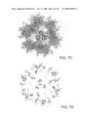 Three-Dimensional Structures of TALL-1 and its Cognate Receptors and Modified Proteins and Methods Related Thereto diagram and image