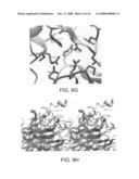 Three-Dimensional Structures of TALL-1 and its Cognate Receptors and Modified Proteins and Methods Related Thereto diagram and image