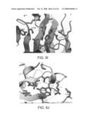 Three-Dimensional Structures of TALL-1 and its Cognate Receptors and Modified Proteins and Methods Related Thereto diagram and image