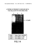 Use of a TRPM5 Inhibitor to Regulate Insulin and GLP-1 Release diagram and image