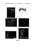 Methods for modifying plant morphology, biochemistry and physiology diagram and image