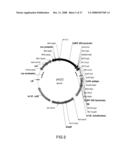 Polysaccharide Synthases diagram and image