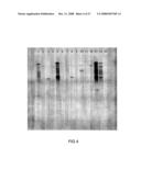 Polysaccharide Synthases diagram and image