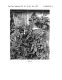 Hydrangea plant named  INOVALAUR  diagram and image