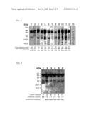 Process for the Determination of Inflammatory Process and Pharmaceutical Compositions for the Treatment Thereof diagram and image