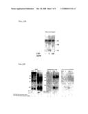 Process for the Determination of Inflammatory Process and Pharmaceutical Compositions for the Treatment Thereof diagram and image