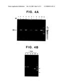 DNA-transfection system for the generation of infectious influenza virus diagram and image