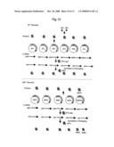 DNA-transfection system for the generation of infectious influenza virus diagram and image